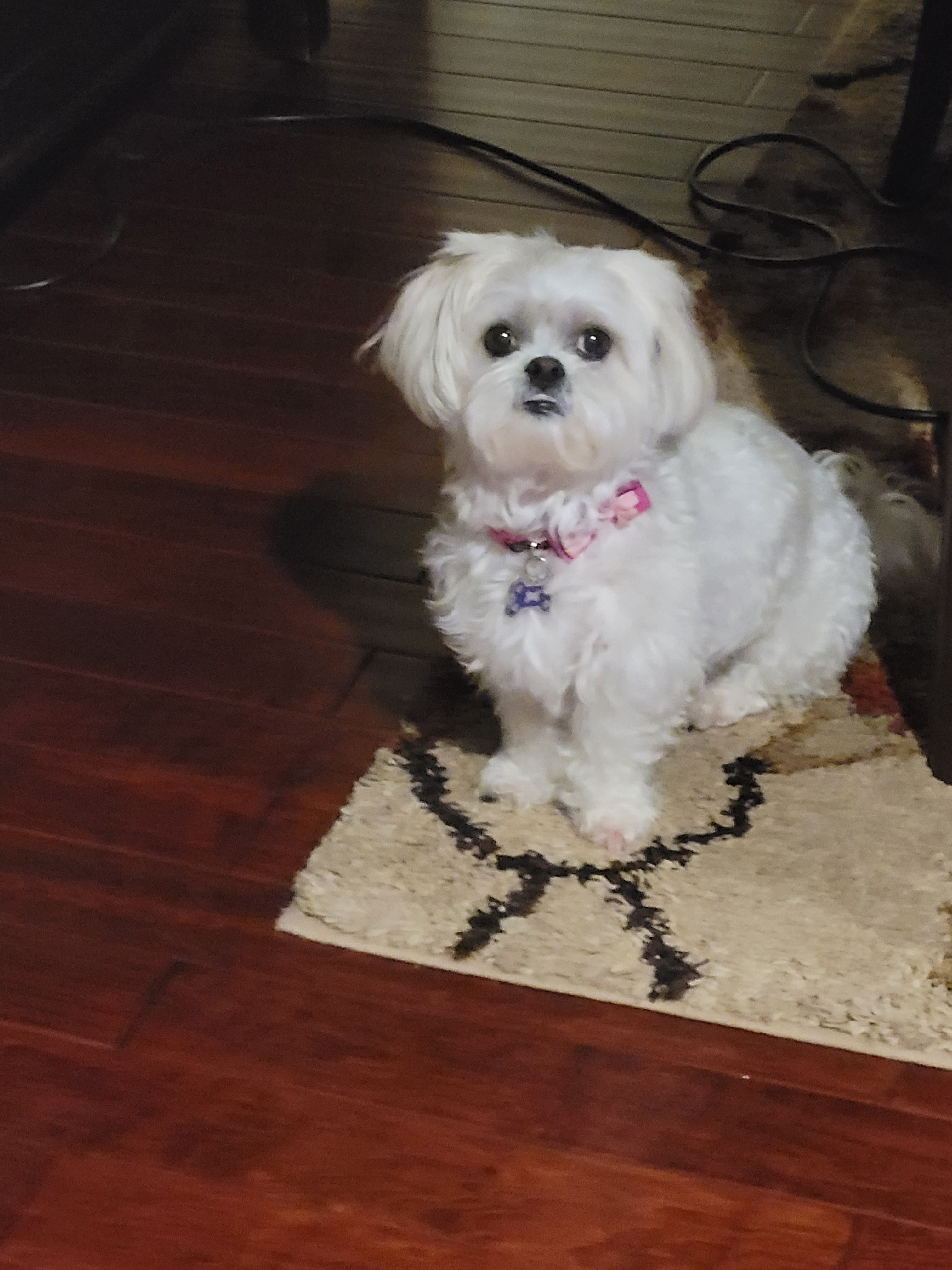 Petite Havanese Purebred Puppy