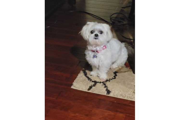 Petite Havanese Purebred Puppy