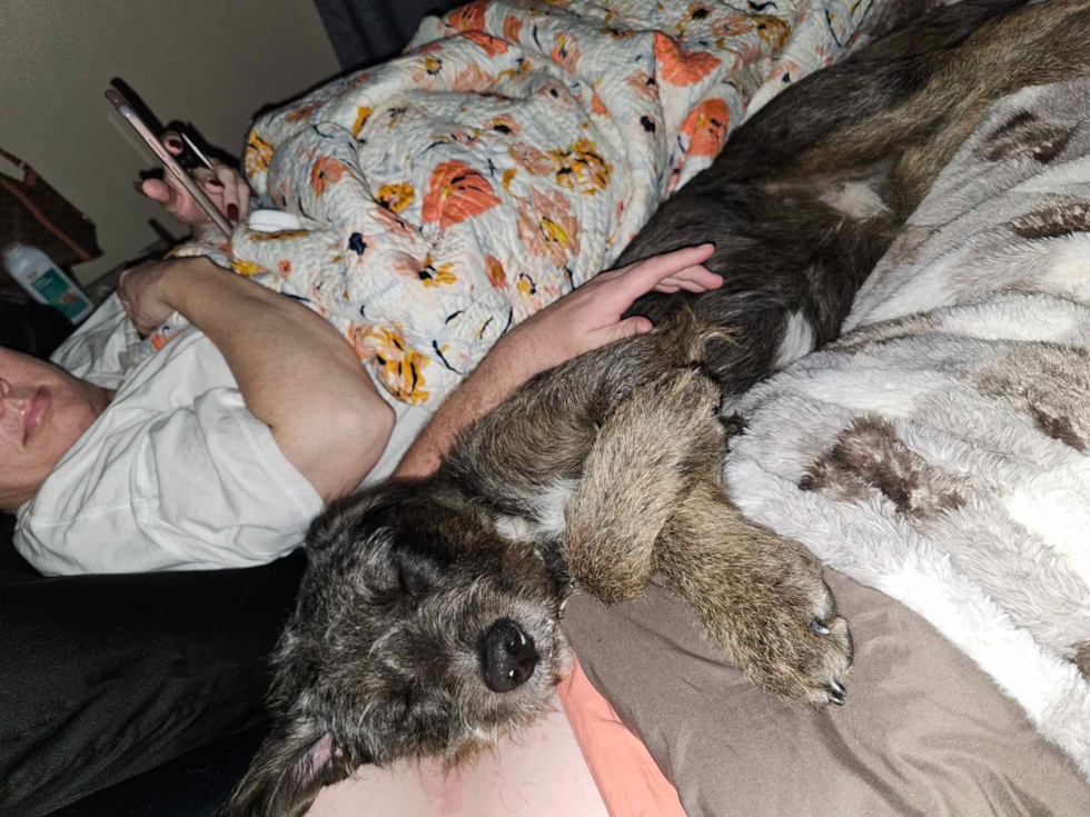 Friendly Mini Labradoodle Pup