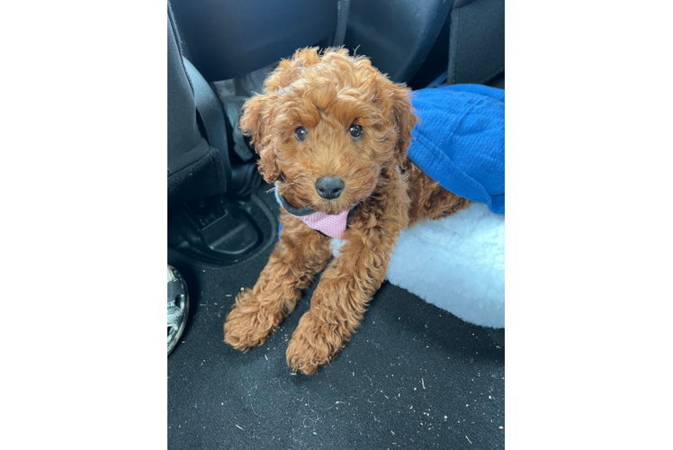 Mini Goldendoodle Puppy for Adoption