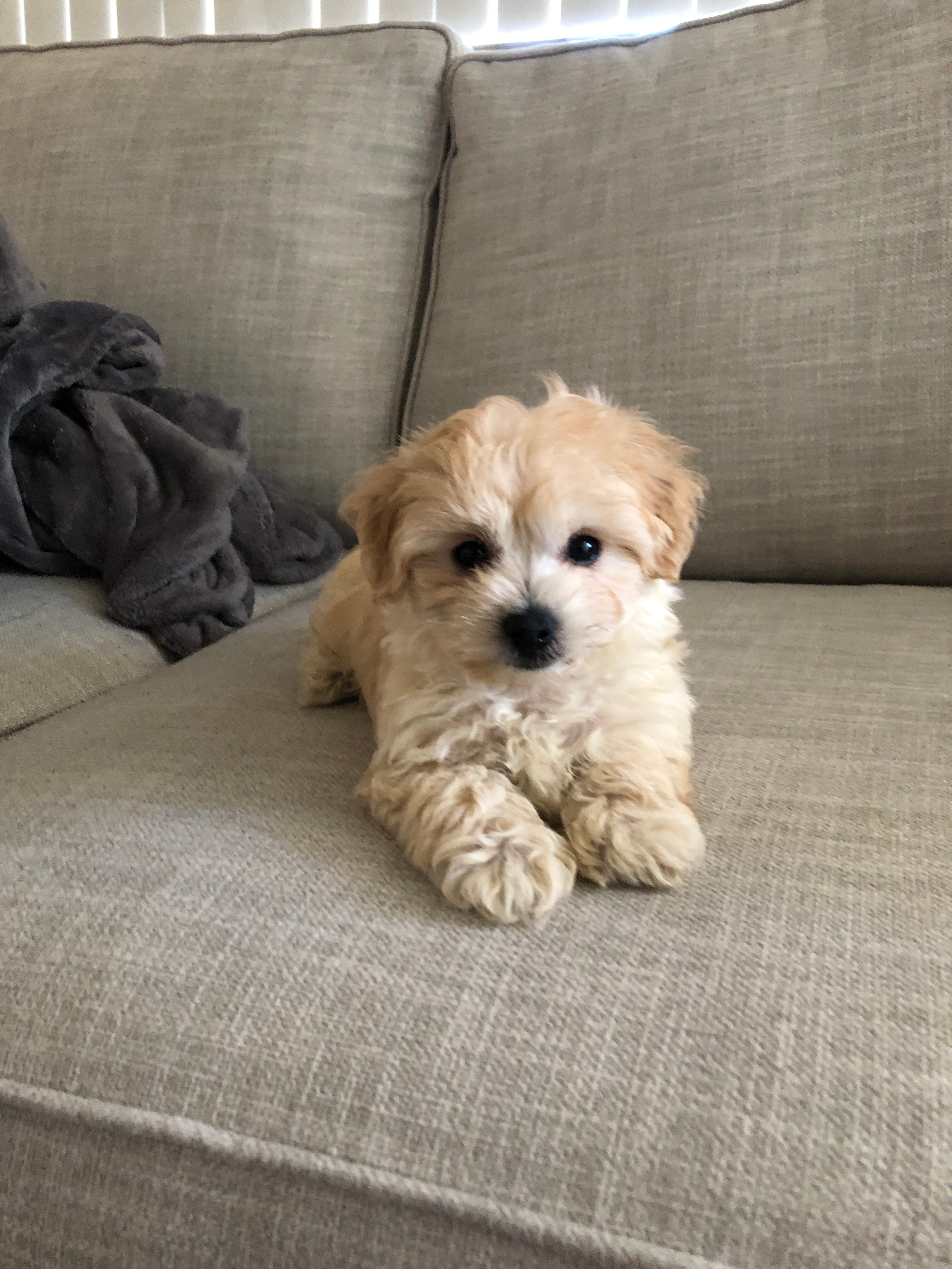 Playful Maltepoo Poodle Mix Puppy