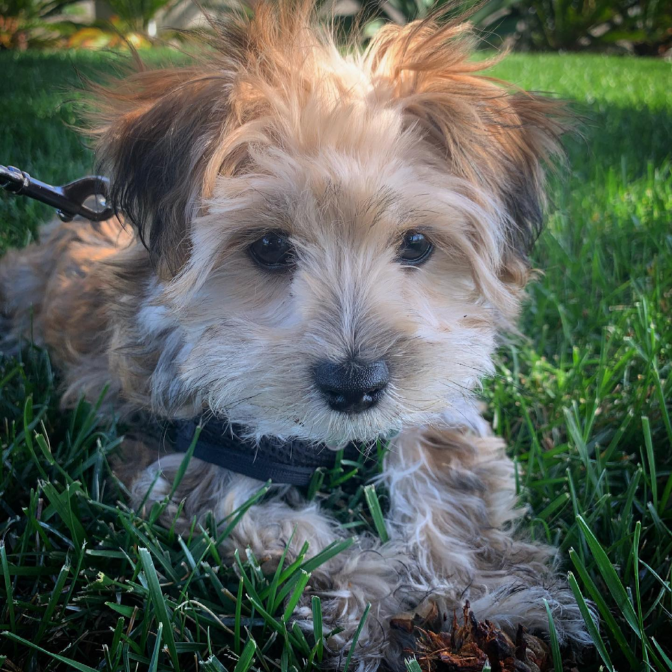 Cute Morkie Pup