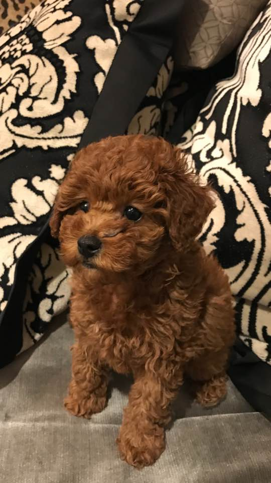 Little Cavoodle Poodle Mix Puppy