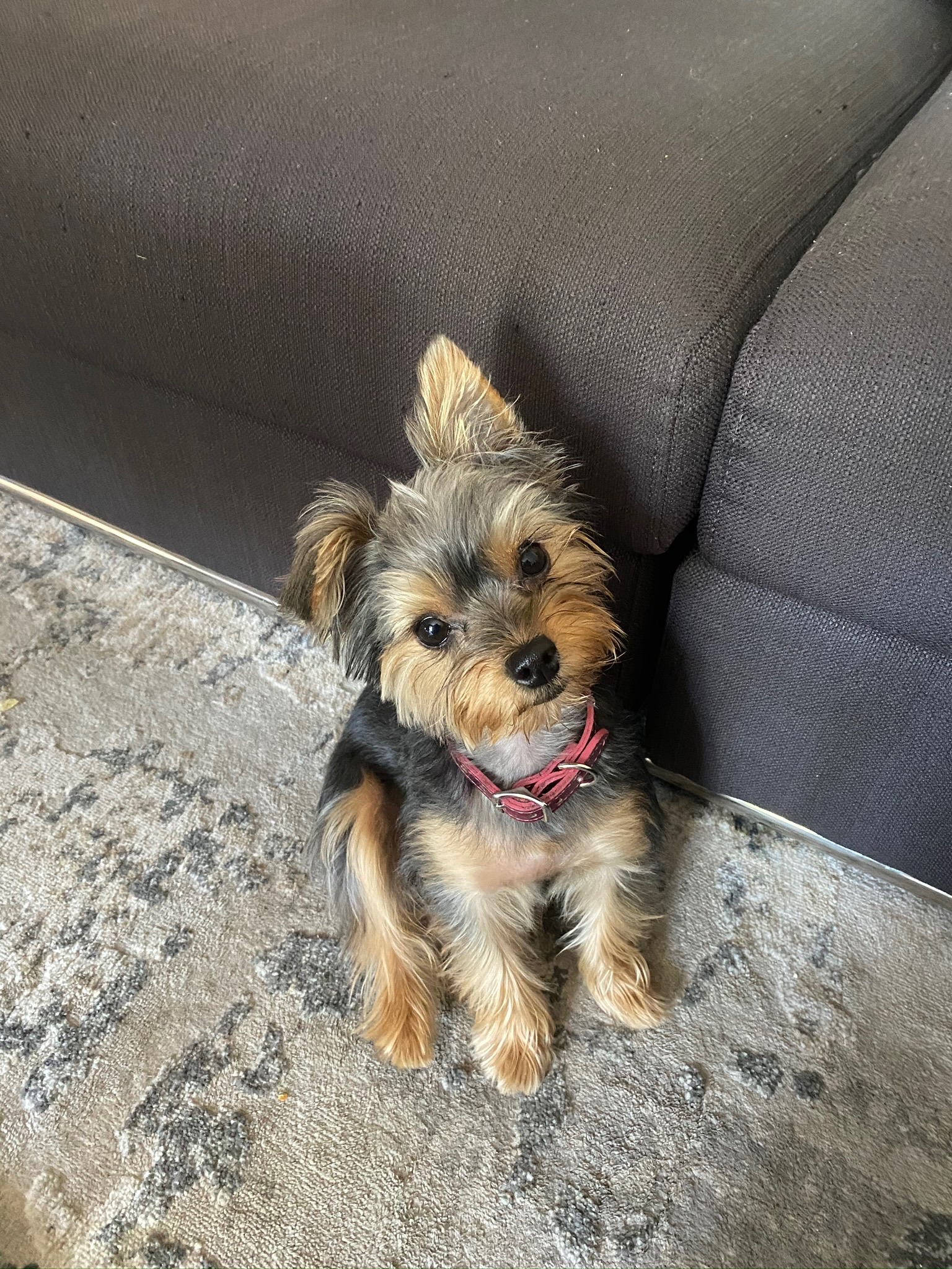 Small Morkie Baby