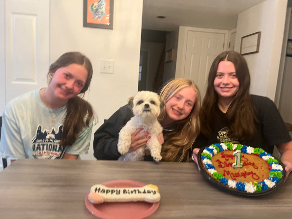 Adorable Shitzu Designer Pup