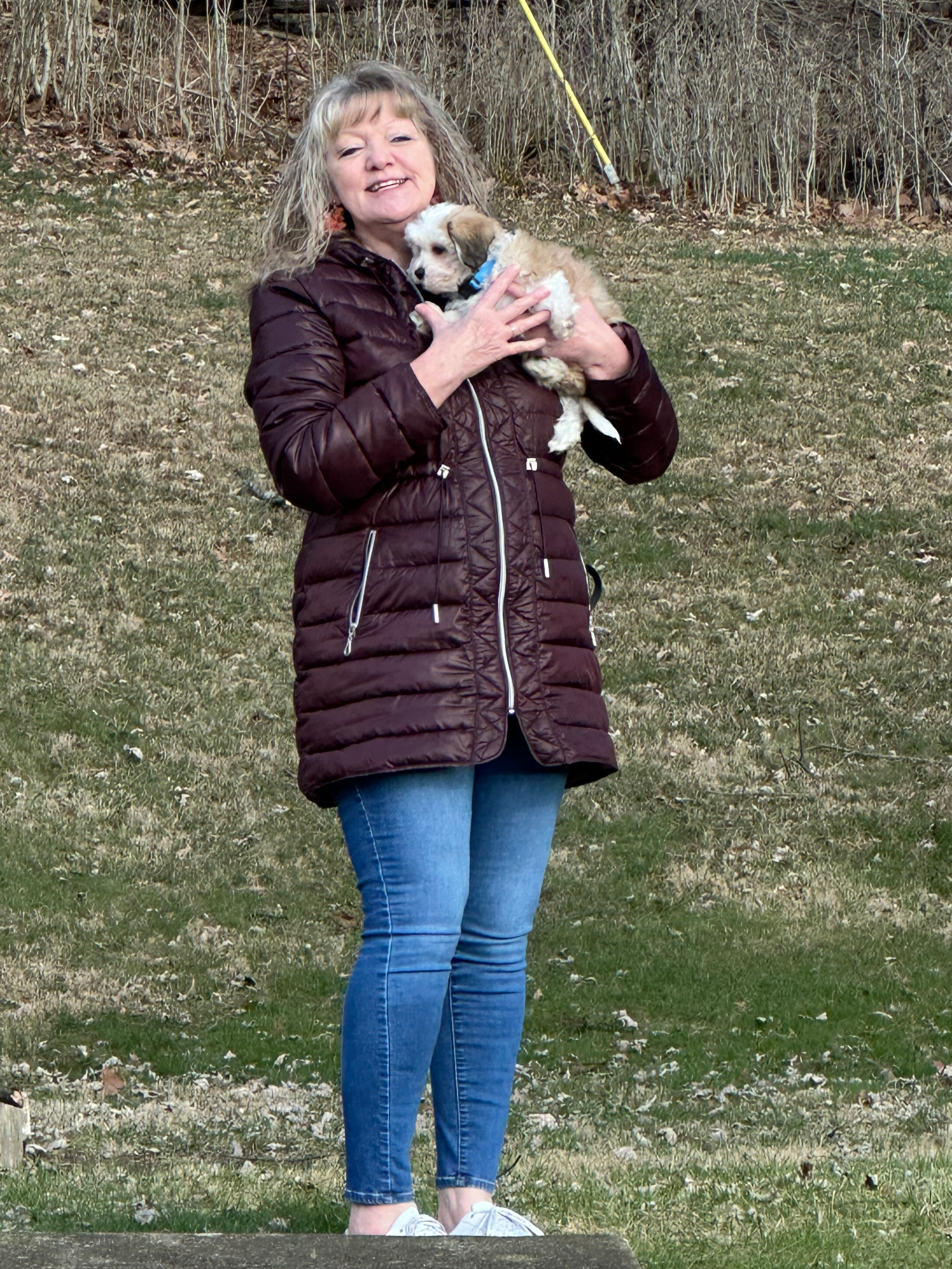 Teddy Bear Puppy for Adoption