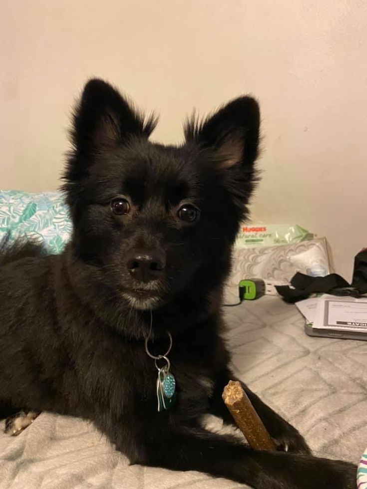 Smart Pomeranian Purebred Pup
