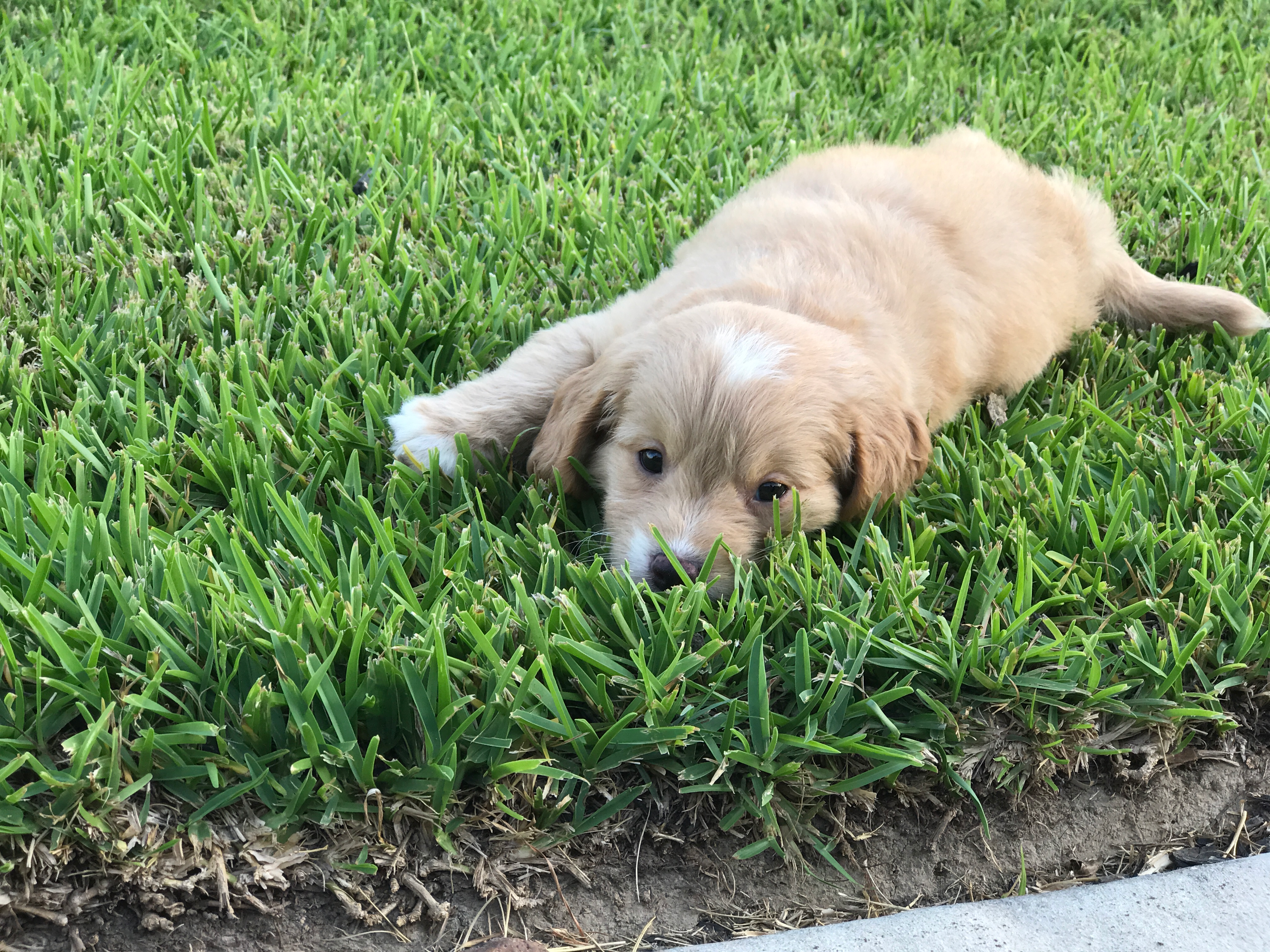 Hypoallergenic Golden Retriever Poodle Mix Puppy