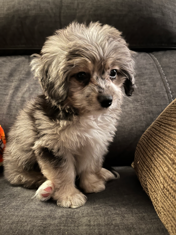 Happy Aussiechon Pup in