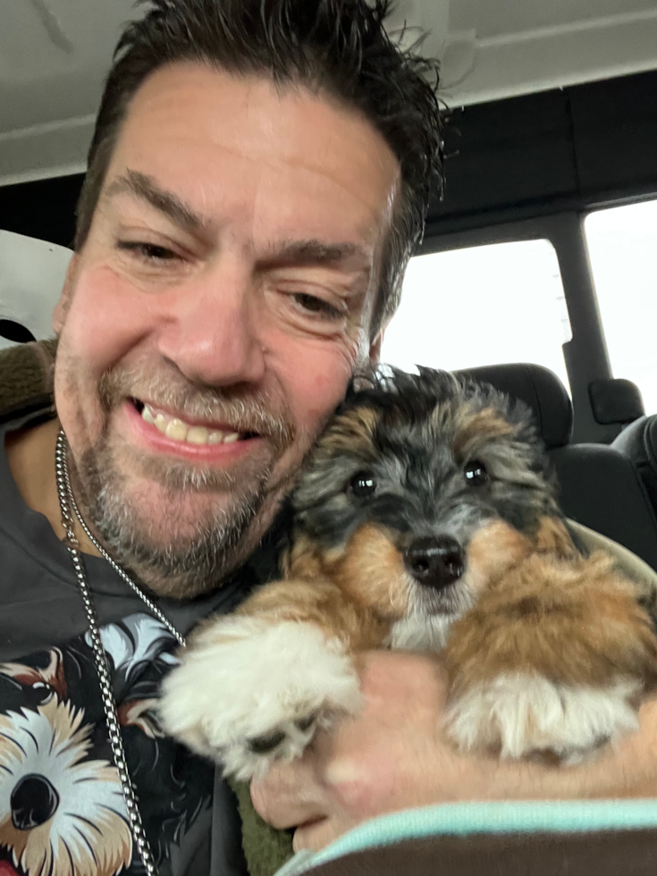 Friendly Mini Bernedoodle Pup in