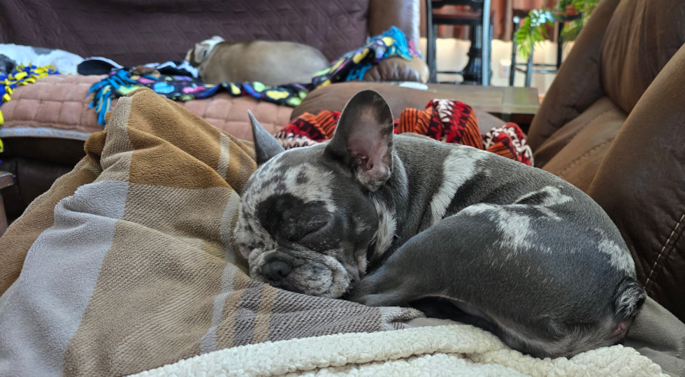 French Bulldog Being Cute