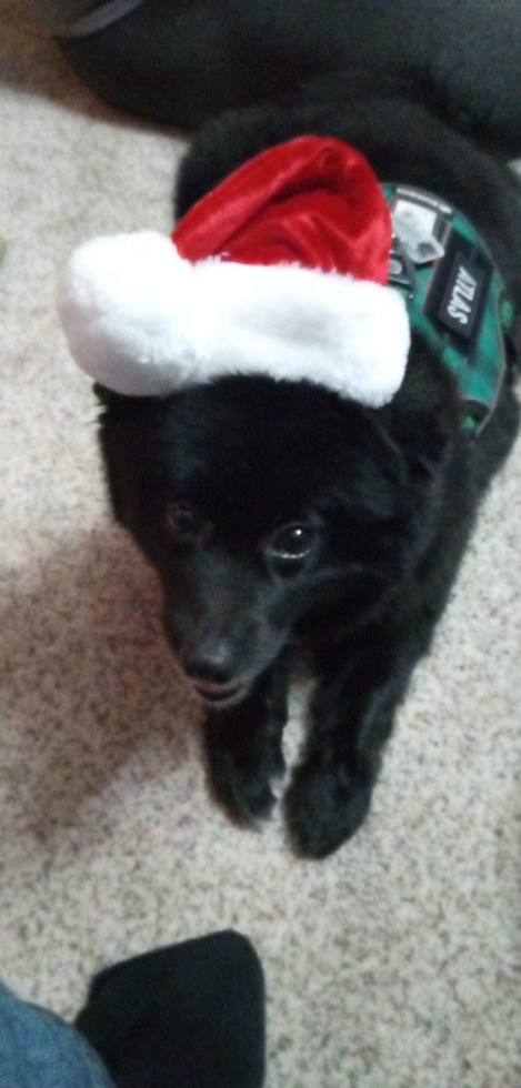 Cute Pomeranian Pup in