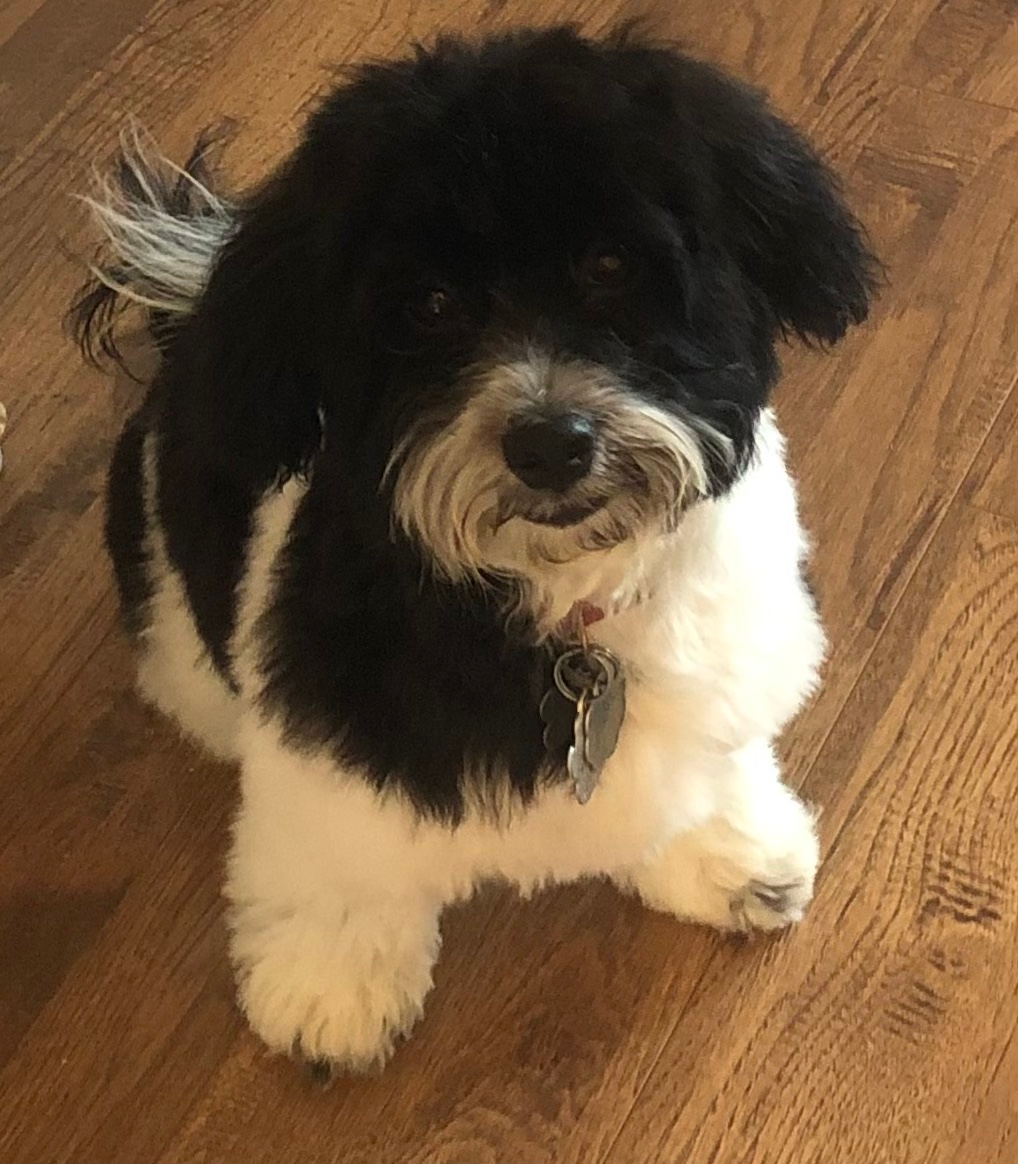 Havanese Pup Being Cute
