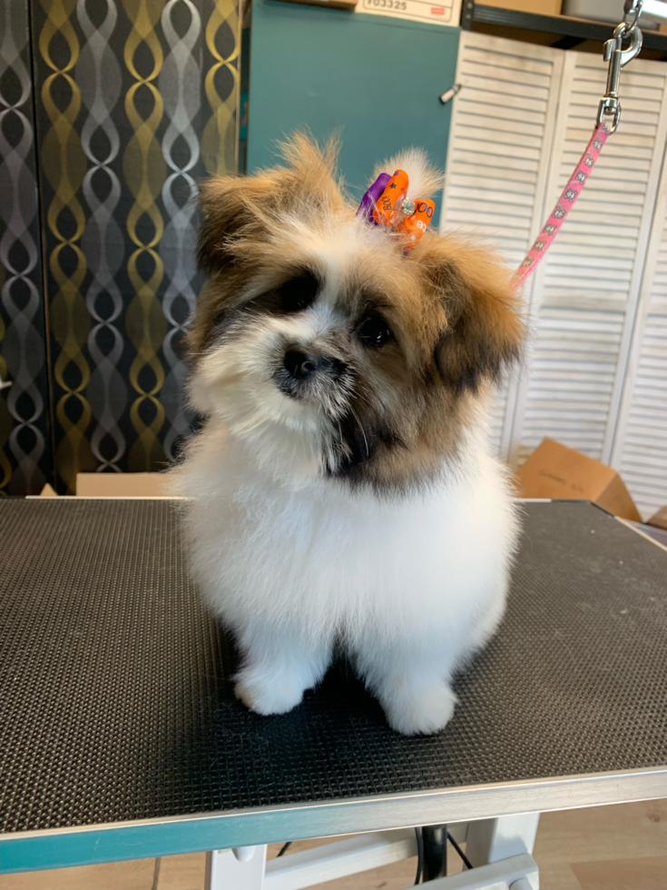 Shih Pom Pup