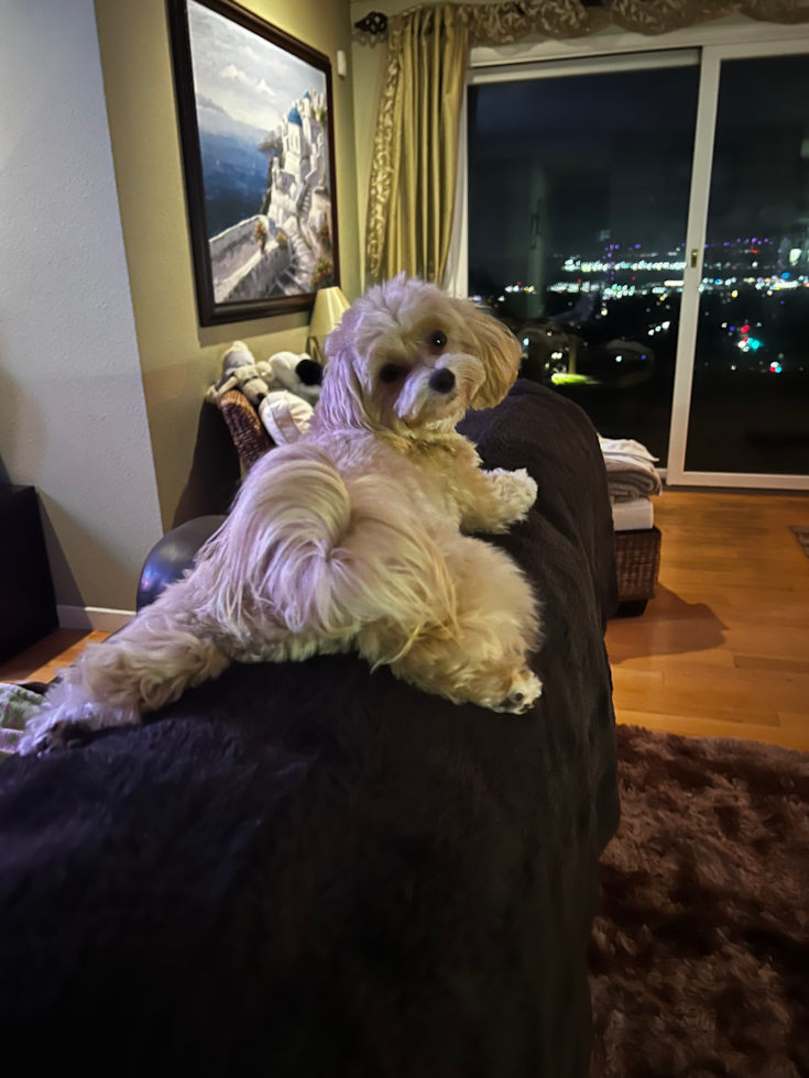 Friendly Maltipoo Pup