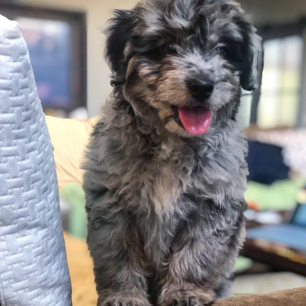 Energetic Aussiepoo Poodle Mix Pup