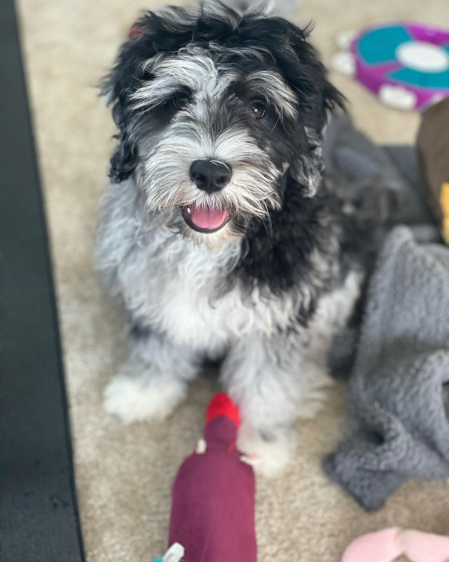 Funny Mini Portidoodle Poodle Mix Pup