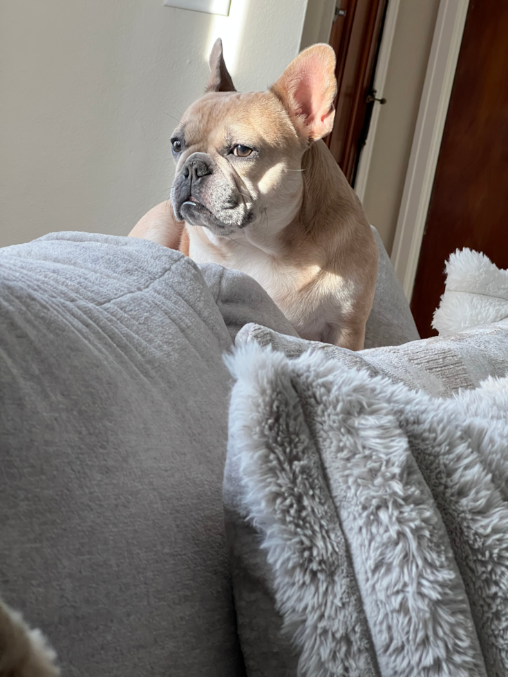 Happy Frenchie Purebred Pup