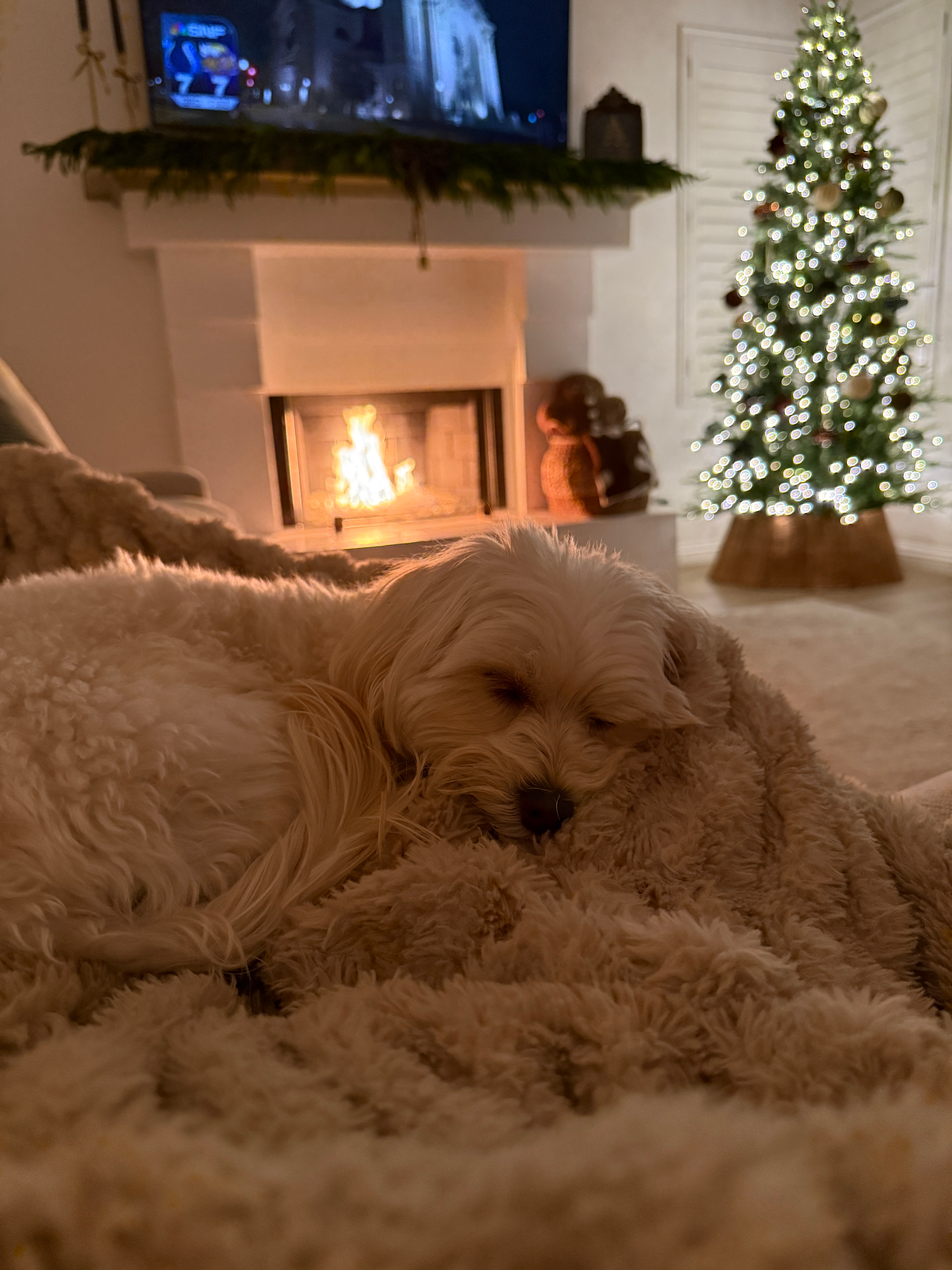 Friendly Maltipoo Baby