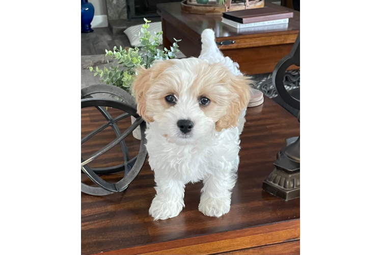 Cavachon Pup Being Cute