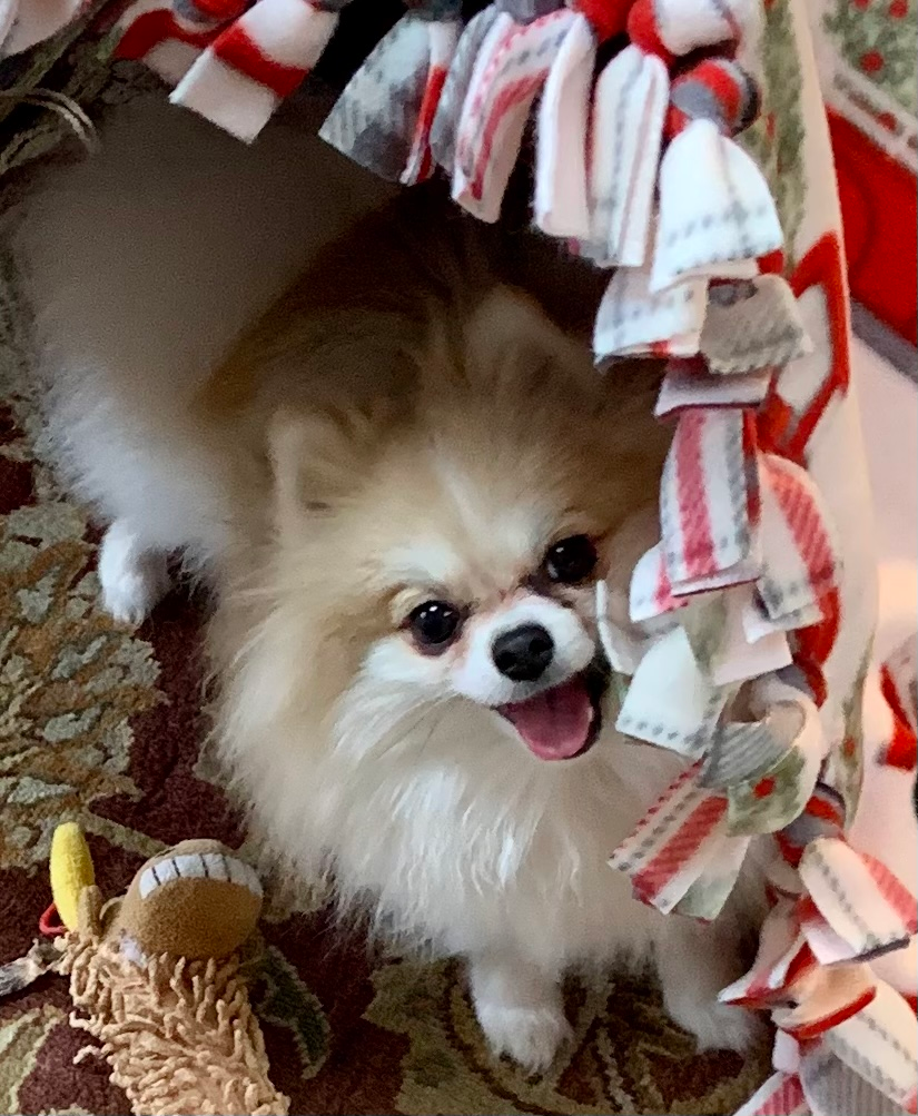 Best Pomeranian Baby
