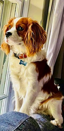 Smart Cavalier King Charles Spaniel Purebred Puppy