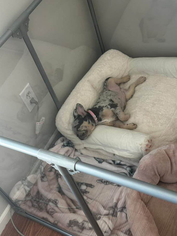 Cute Frenchie Purebred Pup