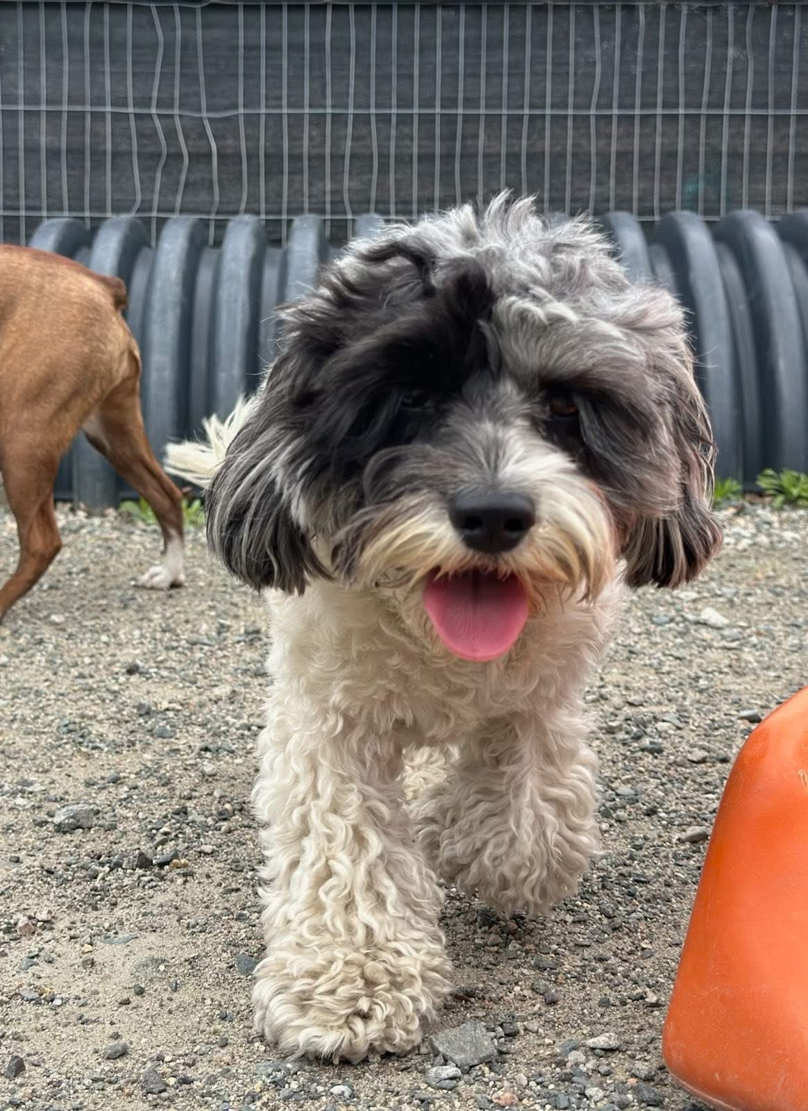 Fluffy Cavapoo Poodle Mix Pup