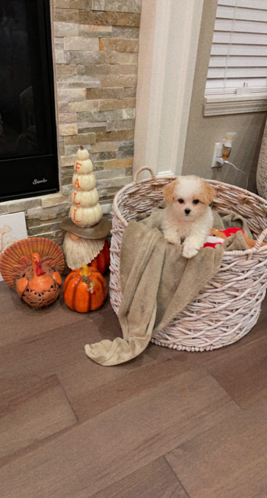 Small Poochon Pup in Rochester Hills MI