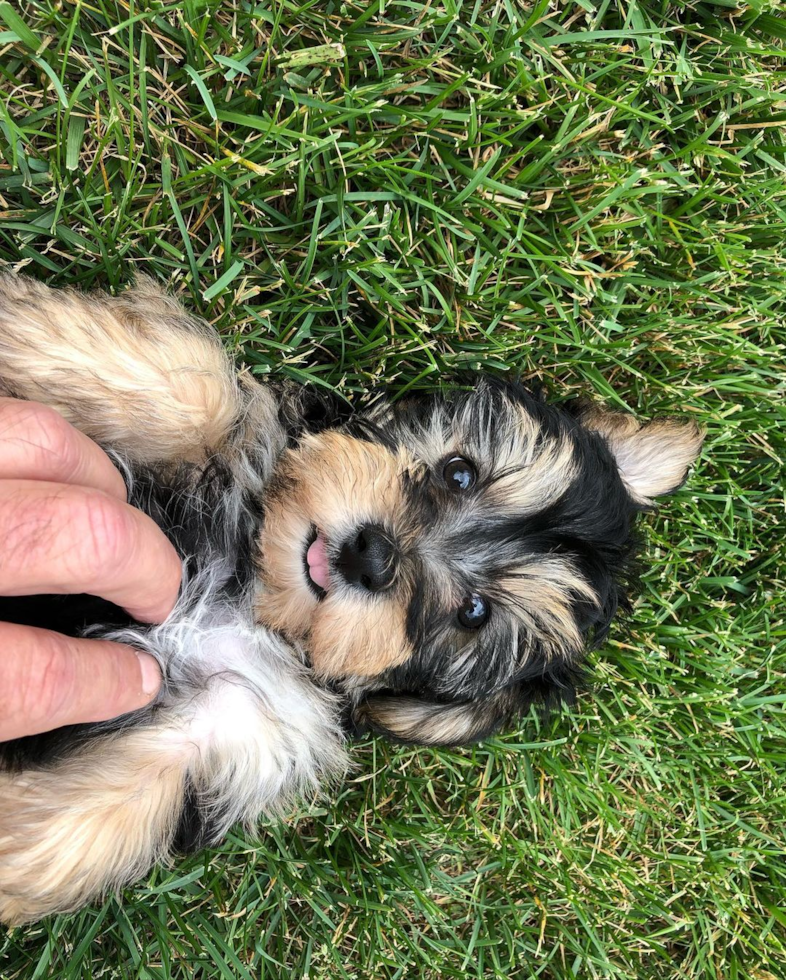 Cute Yorkie Chon Pup