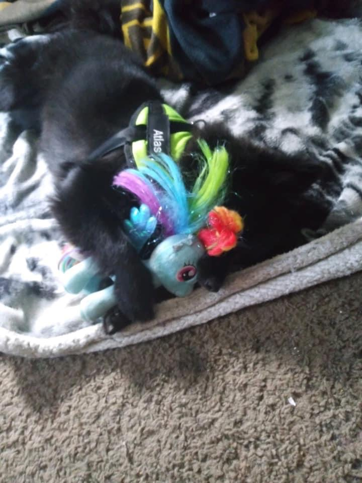 Smart Pomeranian Pup in