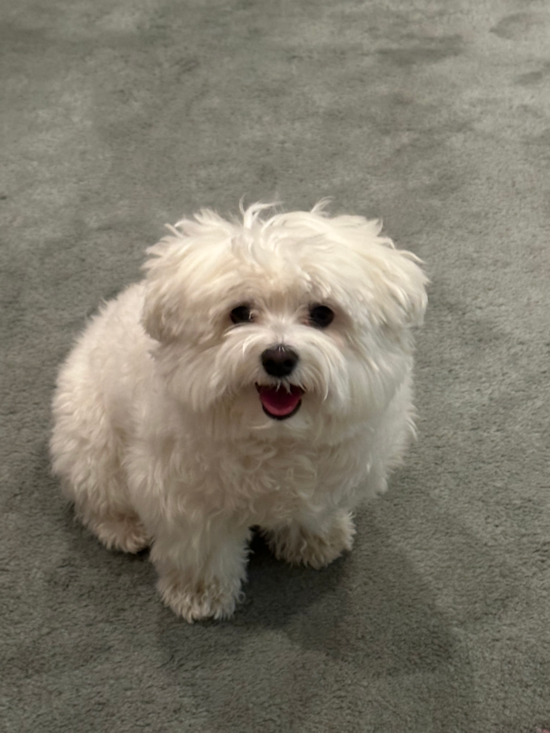 Maltese