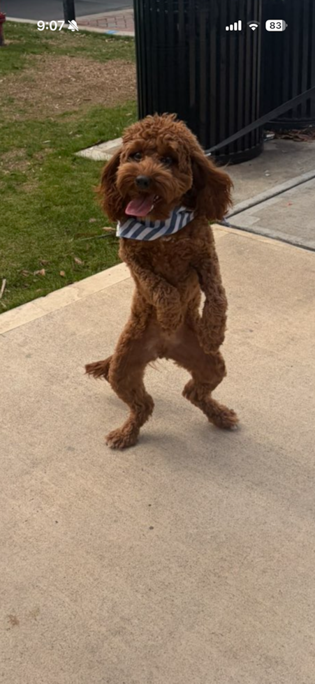 Cavapoo Pup