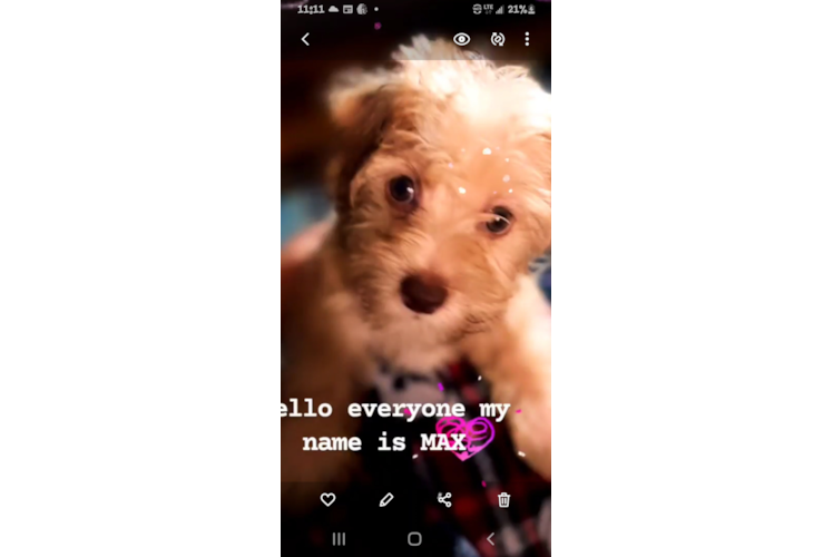 Small Yorkie Chon Baby