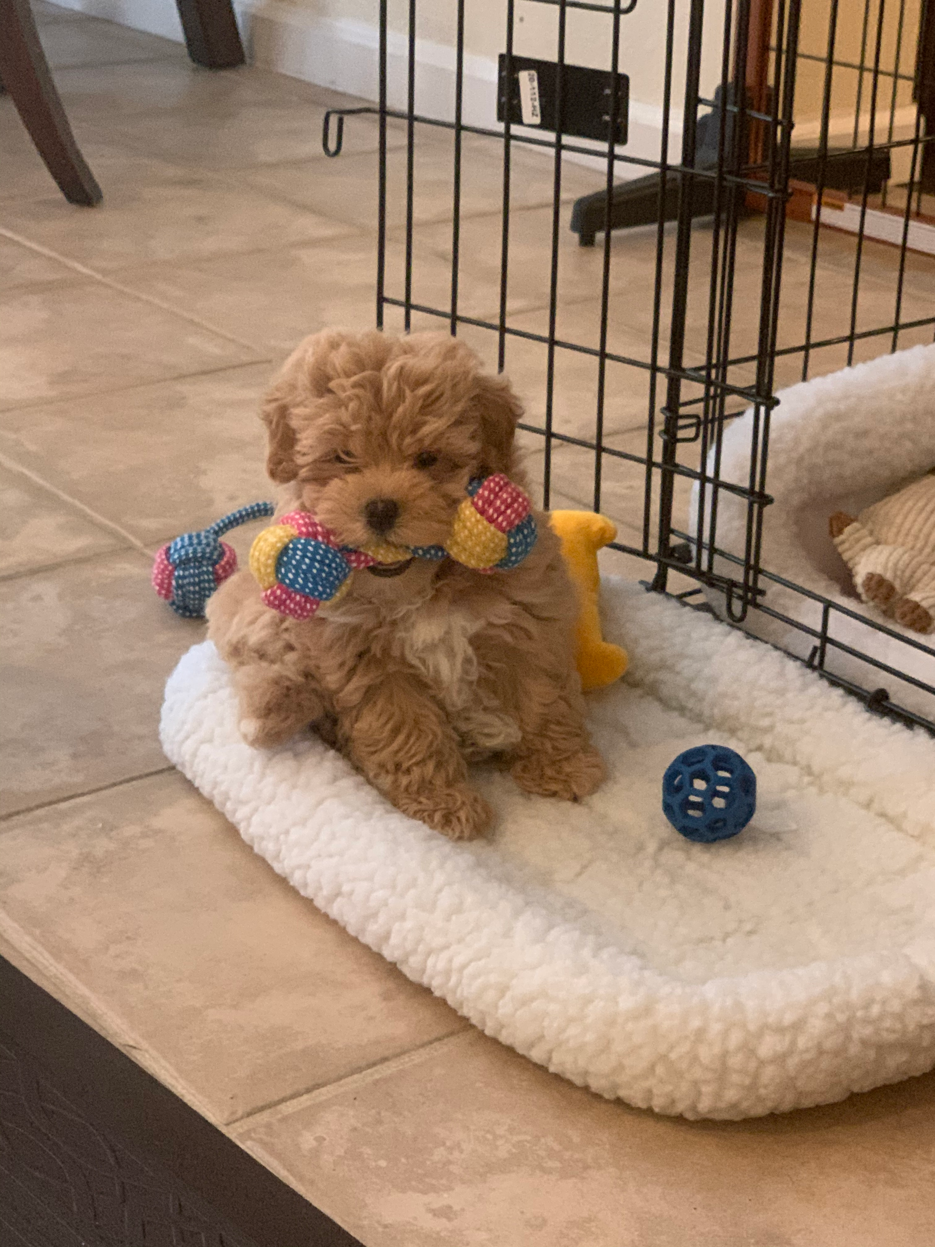 Cute Maltipoo Baby