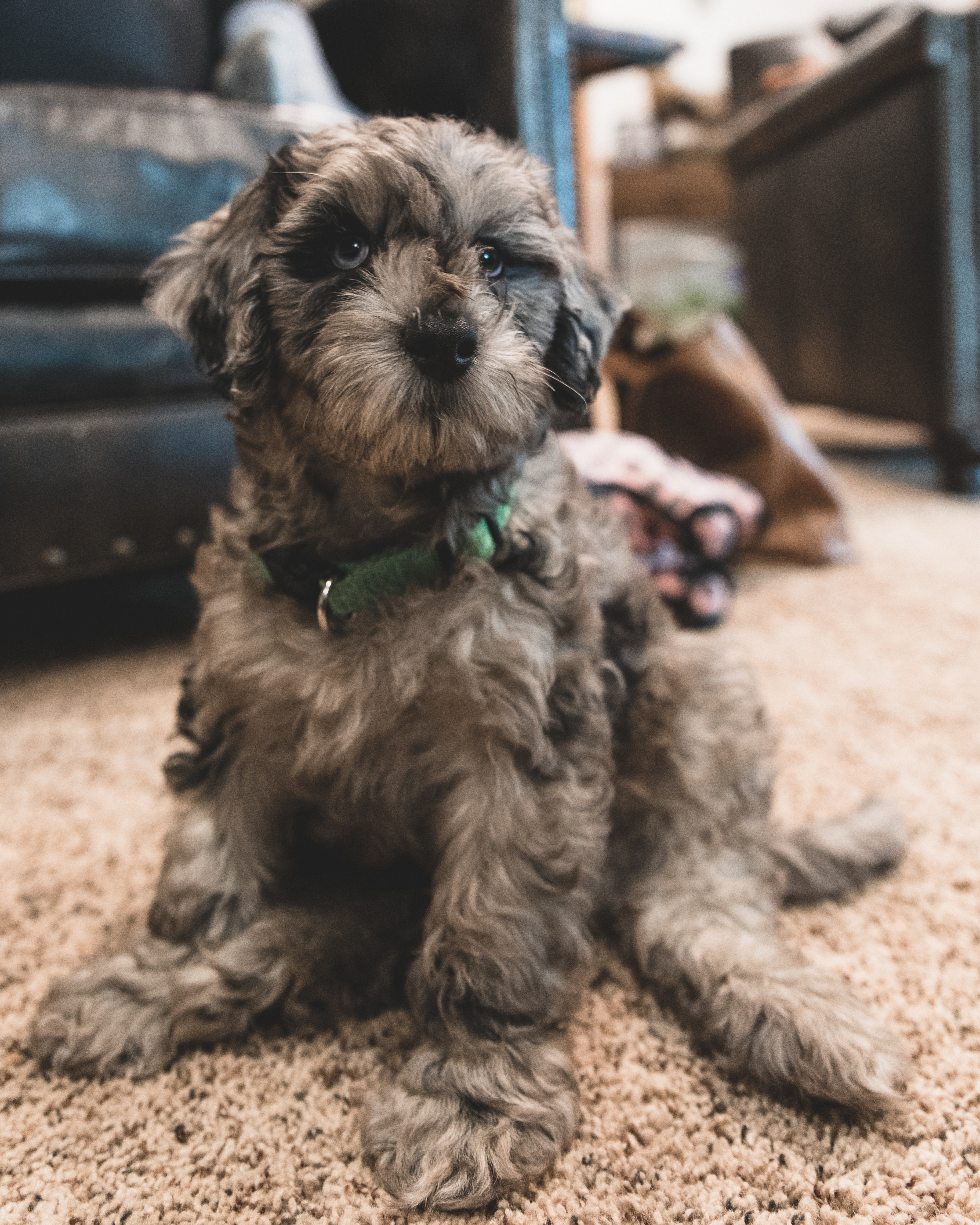 Playful Portuguese Water Dog Poodle Mix Puppy