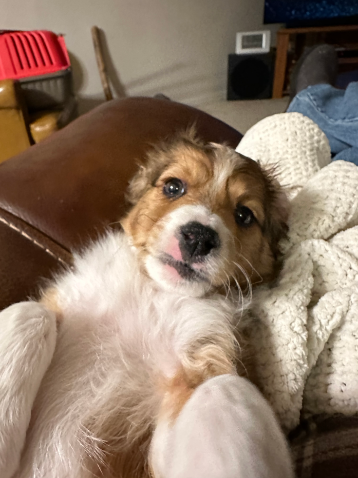 Popular Cavapoo Poodle Mix Pup