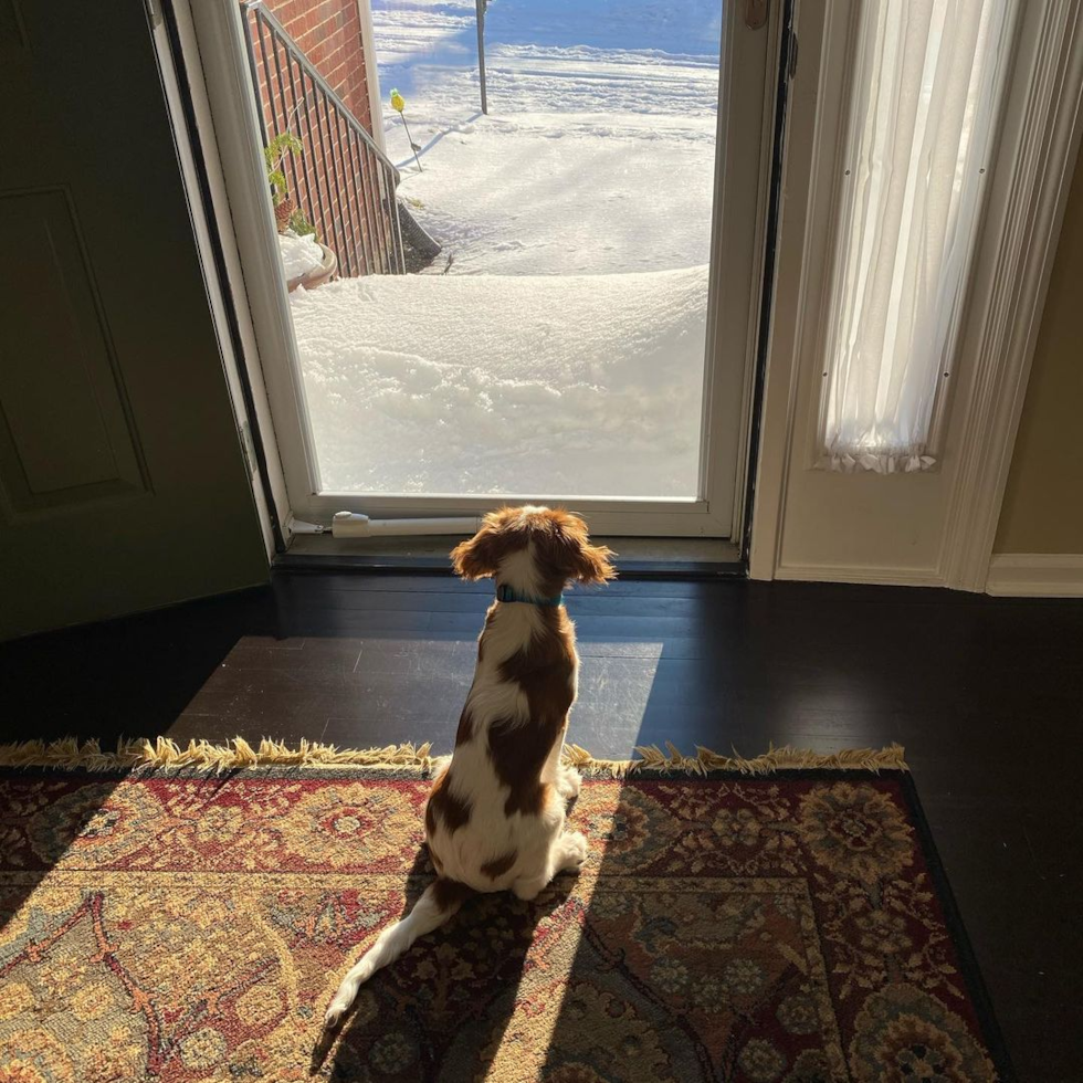 Franklin Cavalier King Charles Spaniel Pup