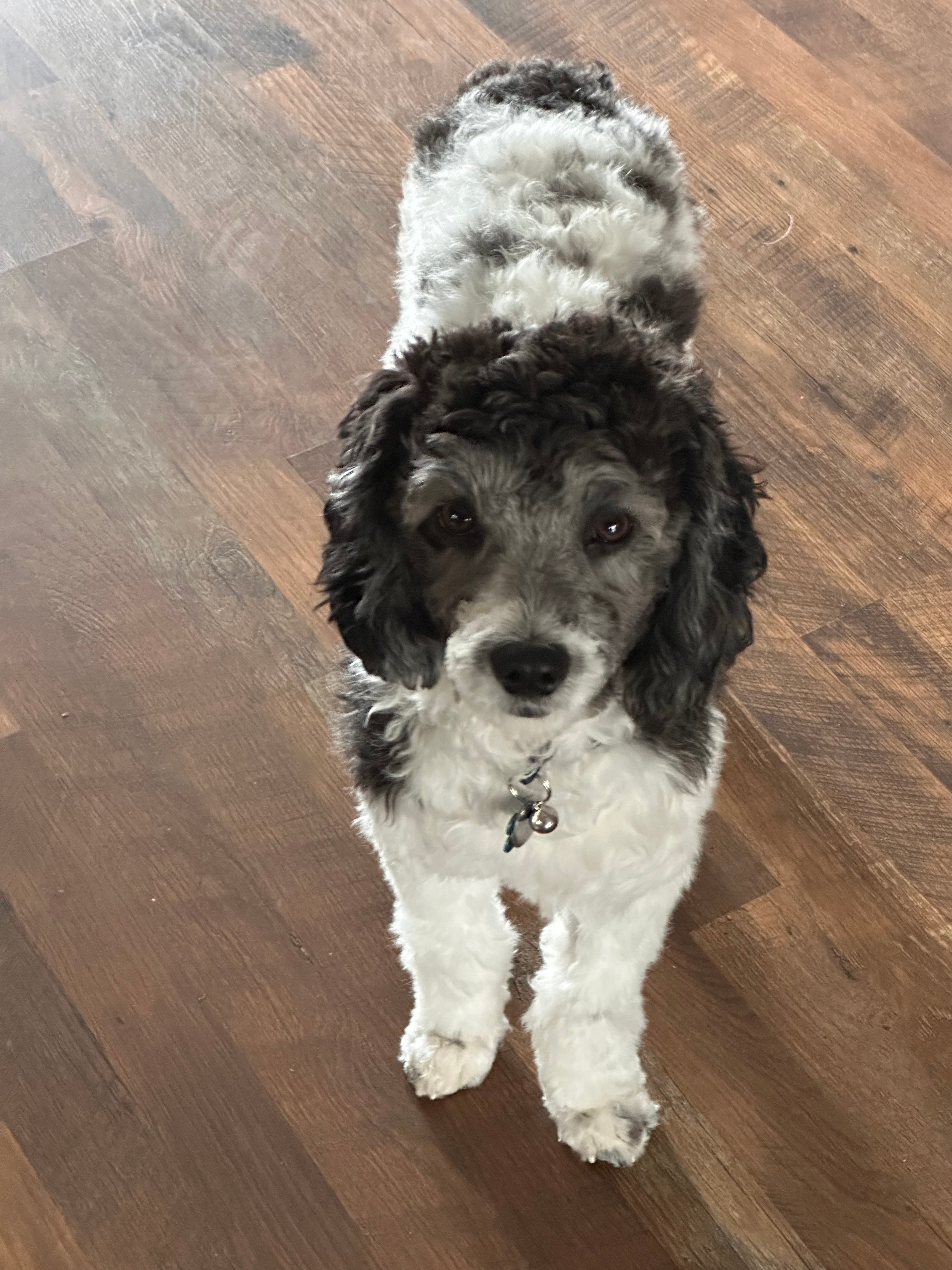 Happy Cavapoo Baby
