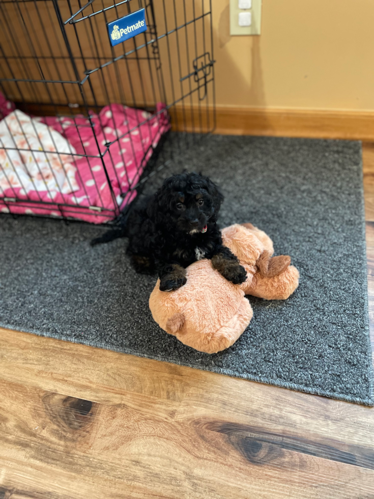 Cockapoo Pup