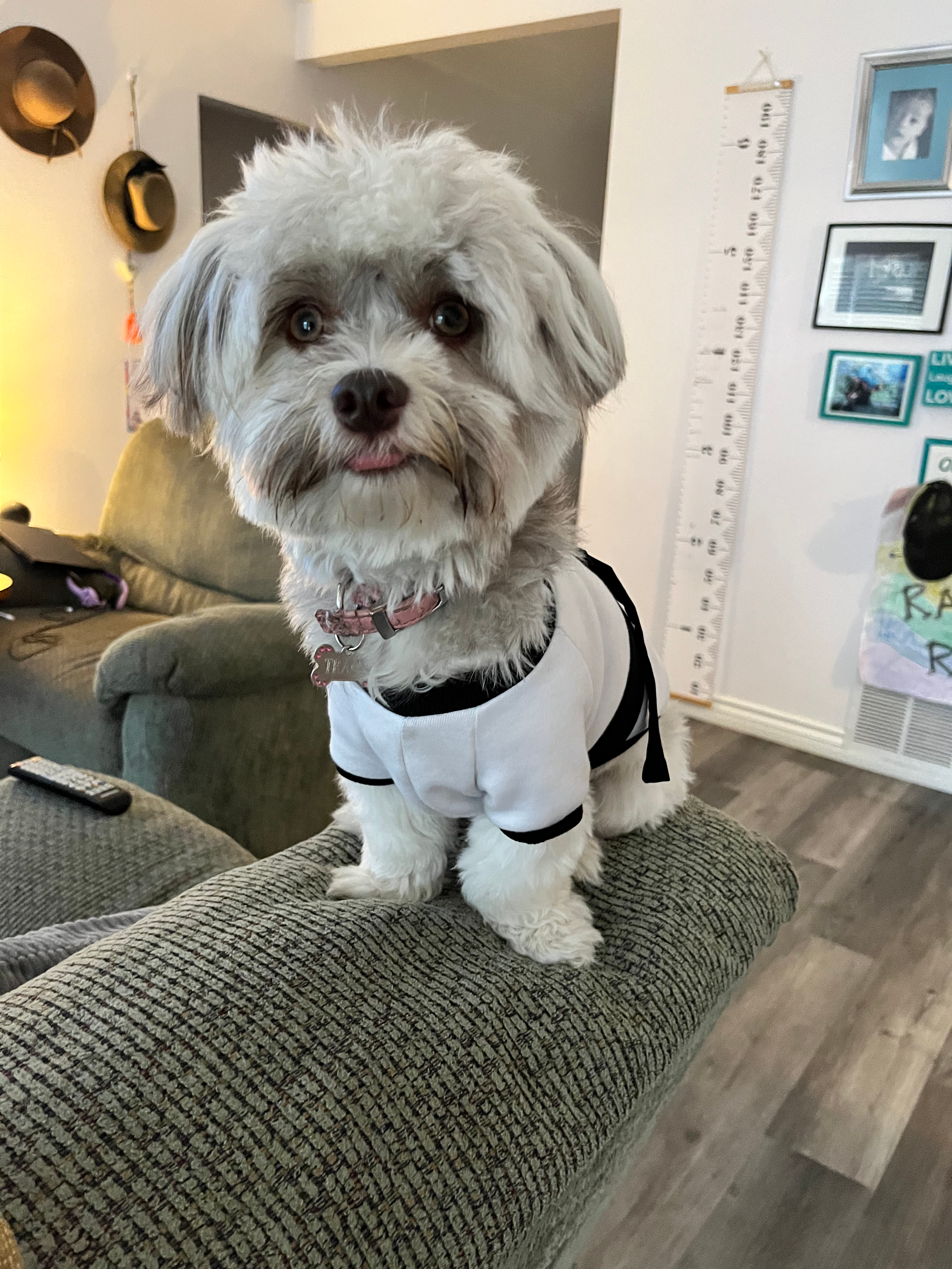 Fluffy Havanese Purebred Puppy