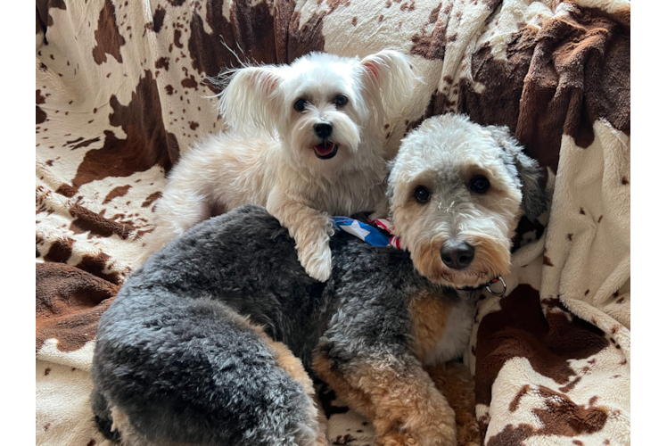 Friendly Mini Bernedoodle Baby