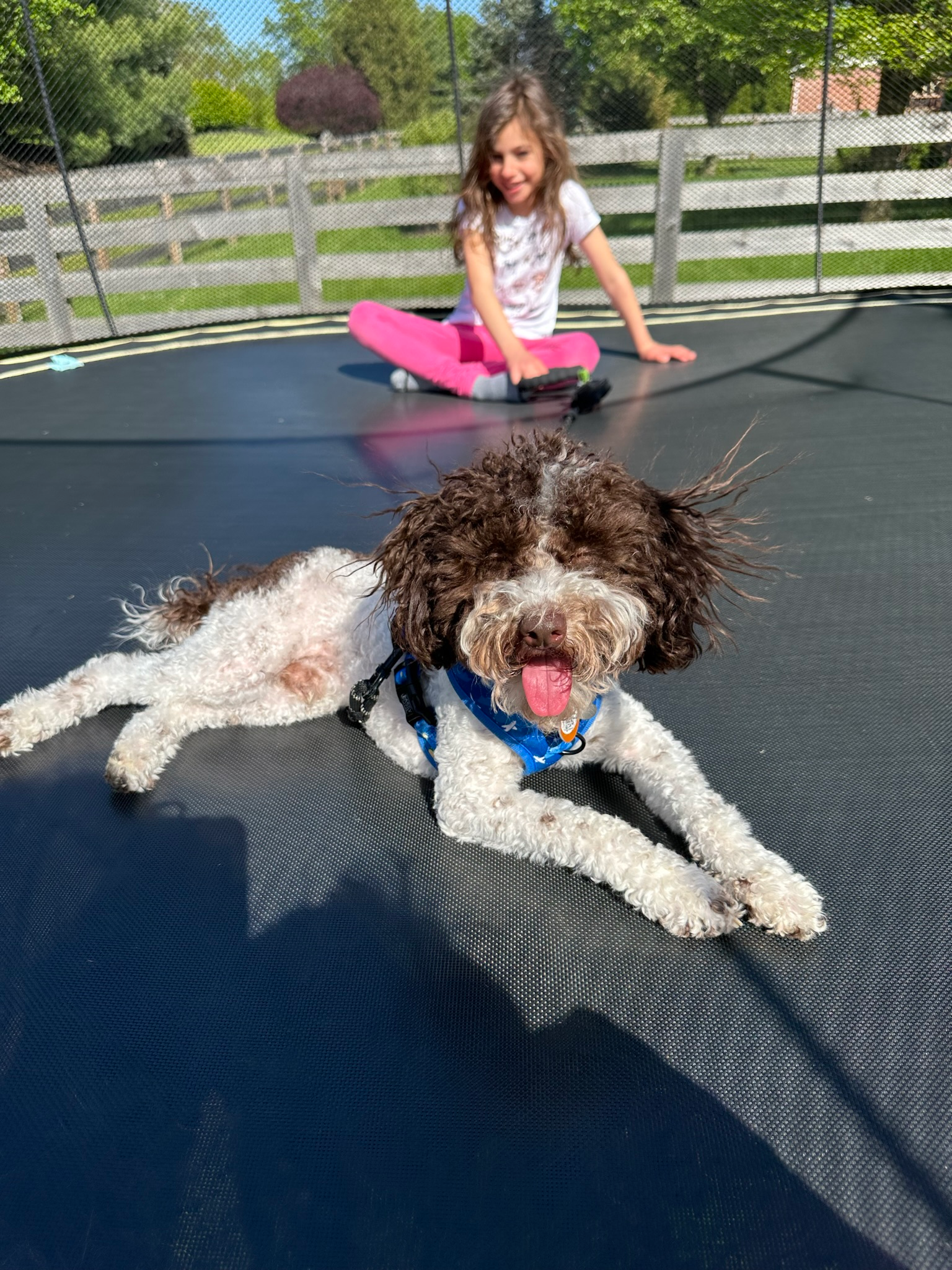 Funny Poodle Baby