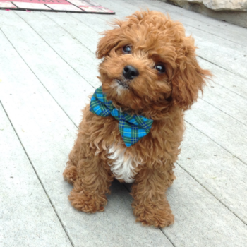 Edinboro Cavapoo Pup