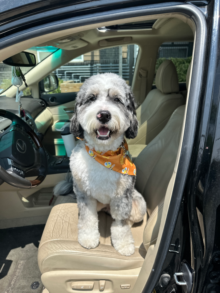 Mini Bernedoodle Pup