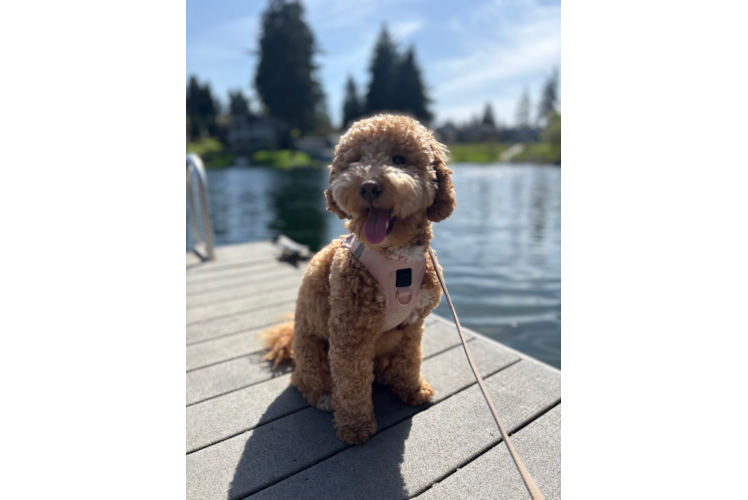 Little Golden Retriever Poodle Mix Puppy