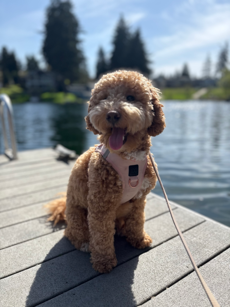Small Mini Goldendoodle Pup