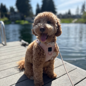 Small Mini Goldendoodle Pup