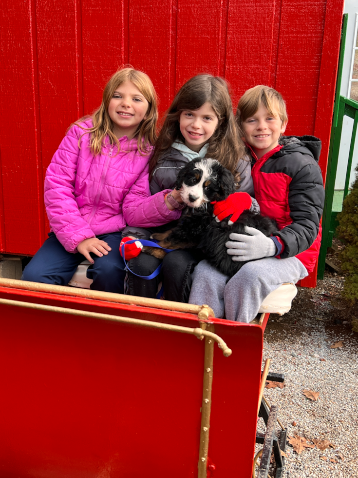 Petite Mini Bernedoodle Poodle Mix Pup