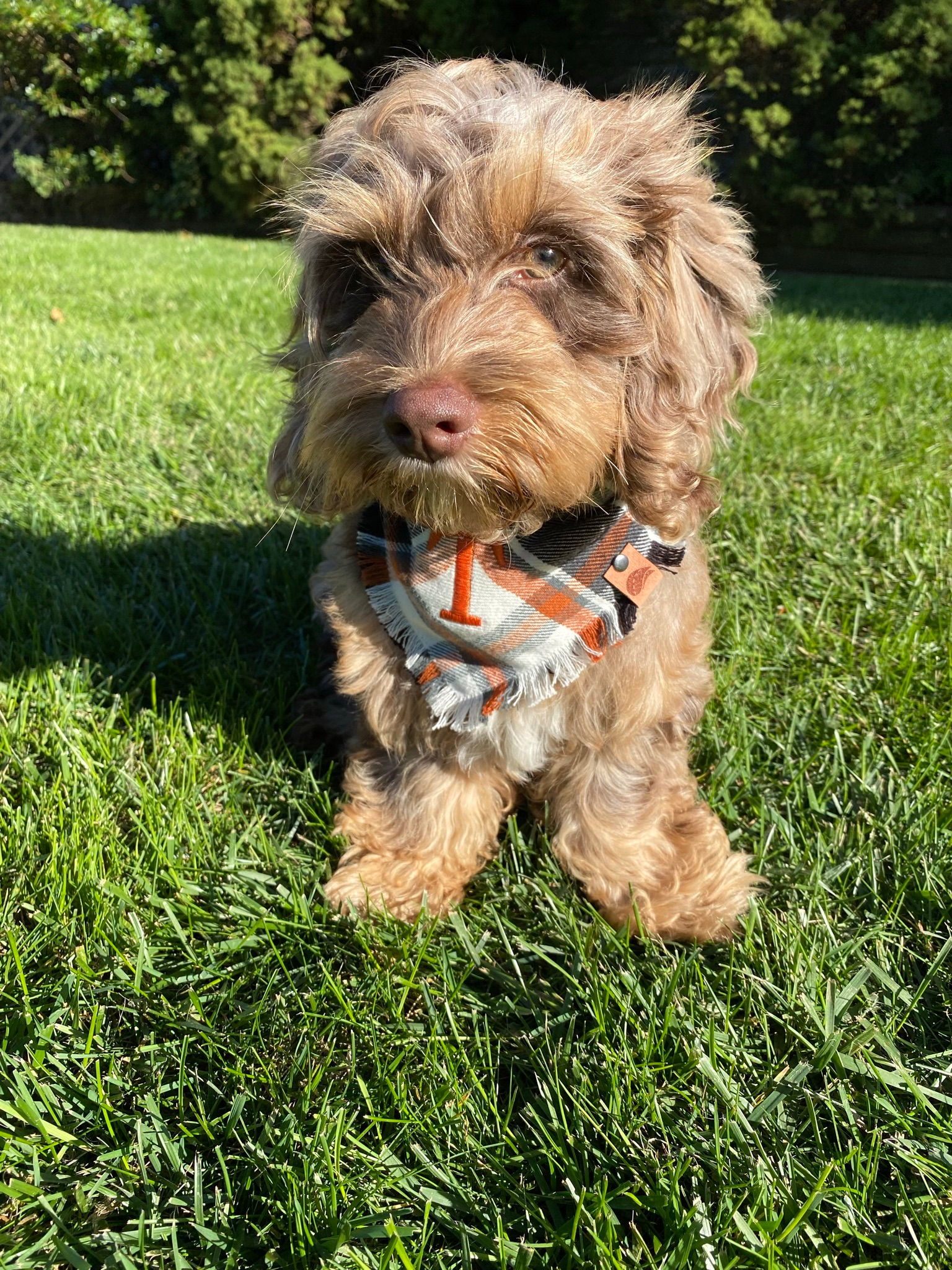 Sweet Cockapoo Baby
